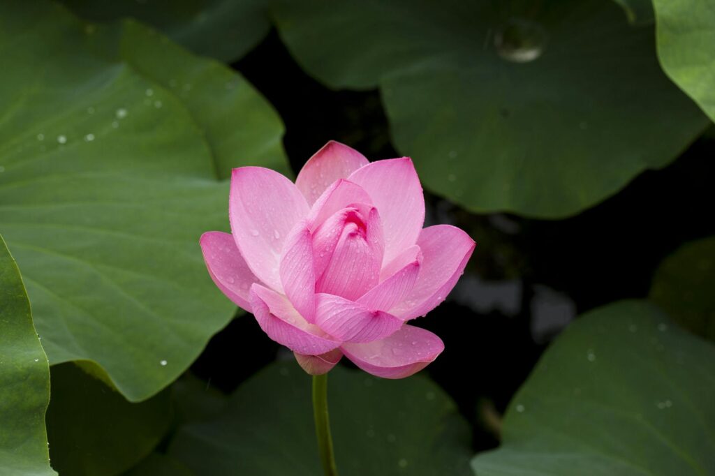 pink lotus flower in bloom close up photography